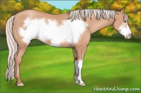 Horse Color:Silver Amber Champagne Frame 