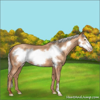 Horse Color:Silver Amber Champagne Frame 
