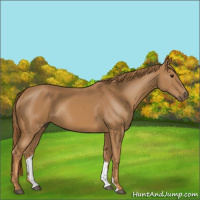 Horse Color:Chestnut Rabicano 