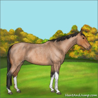 Horse Color:Bay Roan Tobiano