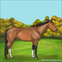 Horse Color:Bay 