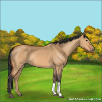 Horse Color:Bay Dun 