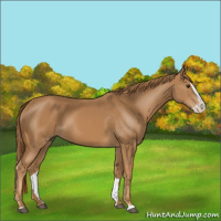 Horse Color:Chestnut Splash 