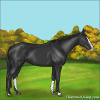 Horse Color:Black Splash