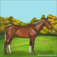 Horse Color:Silver Bay 