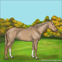 Horse Color:Red Dun