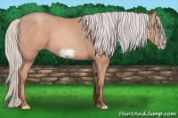 Horse Color:Silver Amber Champagne Frame 