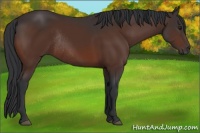 Horse Color:Brown Rabicano