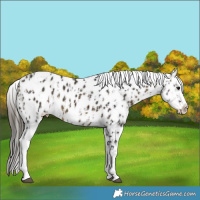 Horse Color:Brown Near Leopard  and Buckskin Near Leopard 