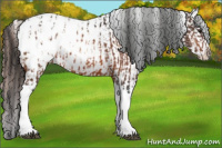 Horse Color:Bay Tobiano Appaloosa  and Bay Appaloosa 