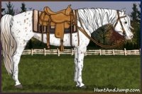 Horse Color:Bay Appaloosa  and Buckskin Appaloosa 