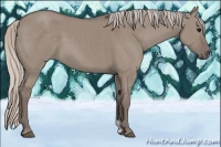 Horse Color:Silver Grullo 