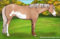 Horse Color:Silver Sable Champagne Frame 