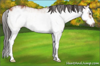 Horse Color:White Spotted Bay Splash  and White Spotted Bay Splash Frame 