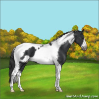 Horse Color:Black Tobiano Frame 