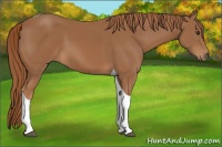 Horse Color:Chestnut Tobiano 