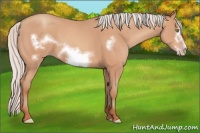 Horse Color:Silver Amber Champagne Frame 