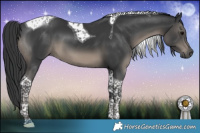 Horse Color:Black Tobiano 