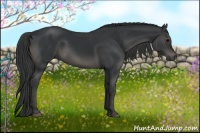 Horse Color:Black 