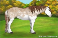 Horse Color:Red Dun Splash and Red Dun Splash
