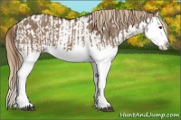 Horse Color:Liver Red Dun Splash  and Liver Red Dun Splash Near Leopard 