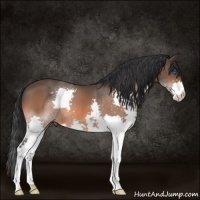Horse Color:Brown Splash