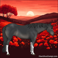 Horse Color:Black 