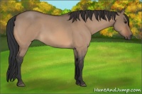 Horse Color:Bay Roan Dun 