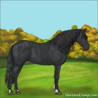Horse Color:Black and Black Rabicano