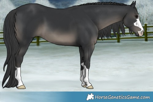Horse Color:Black 