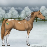 Horse Color:Chestnut Tobiano 
