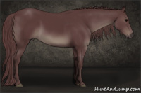 Horse Color:Chocolate Black 