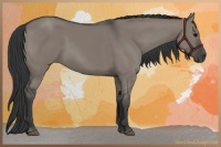 Horse Color:Grullo Rabicano 