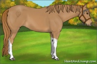 Horse Color:Chestnut Tobiano 