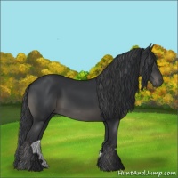 Horse Color:Black 