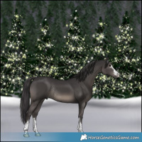 Horse Color:Smoky Black Rabicano 