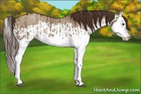 Horse Color:Liver Red Dun Splash and Liver Red Dun Splash