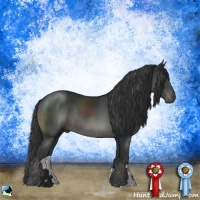 Horse Color:Black Rabicano 