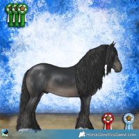 Horse Color:Black Rabicano