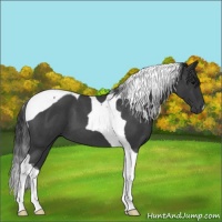 Horse Color:Blue Roan Tobiano 