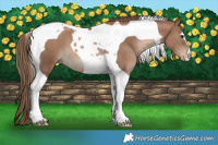 Horse Color:Black Pearl Tobiano 