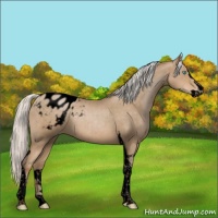 Horse Color:Void Silver Smoky Blue Roan Pearl Splash Tobiano Appaloosa Rabicano