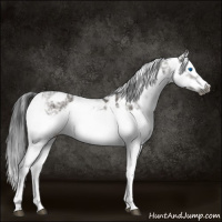 Horse Color:Grullo Sabino Splash  and Grullo Sabino Splash Frame 