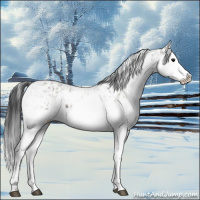 Horse Color:Grullo Sabino Splash  and Grullo Sabino Splash 