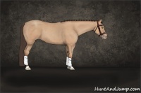 Horse Color:Amber Champagne 