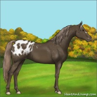 Horse Color:Chocolate Palomino Appaloosa 