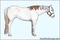 Horse Color:Chestnut Sabino Splash