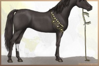 Horse Color:Smoky Blue Roan 