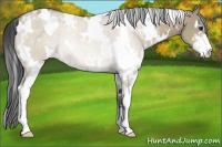 Horse Color:White Spotted Brown Dun Sabino Rabicano