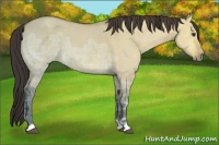 Horse Color:Buckskin Ice Dun